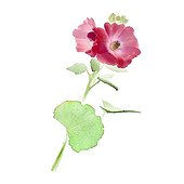 Hollyhock Summer France