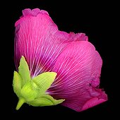 Hollyhock in flower France