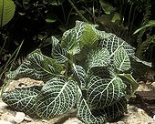 Nerve Plant planted in freshwater aquarium