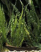 Cryptocoryne in freshwater aquarium