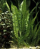 Cryptocoryne and other plants in freshwater aquarium