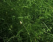 Java moss in freshwater aquarium