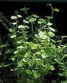 Brazilian pennywort in freshwater aquarium