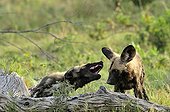 Bullying behavior among youth African wild dog Botswana