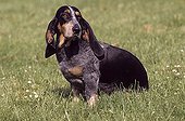 Old Basset Bleu de Gascogne in the grass France