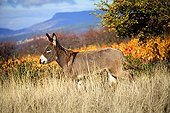 Donkey in a meadow in autumn Provence France 