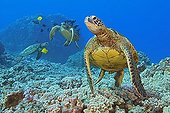 Green Sea Turtles, being cleaned by yellow tang and gold-ring surgeonfish, Kona Coast, Big Island, Pacific Ocean, Hawaii, USA