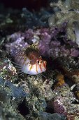 Isopod Parasite on Coral Hawkfish, Komodo National Park, Lesser Sunda Islands, Indo-Pacific, Indonesia