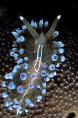 Janolus Nudibranch, Vela Luka, Korcula Island, Dalmatia, Adriatic Sea, Croatia