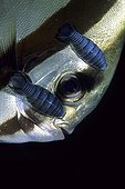 Isopod Parasites on Bat Fish, Wakatobi, Celebes, Indo-Pacific, Indonesia