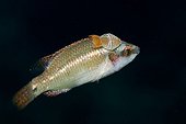 Ocellated Wrasse with Isopod Parasite, Tamariu, Costa Brava, Mediterranean Sea, Spain