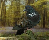 Cauchoix Pigeon posed in undergrowth