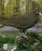 Pigeon 'Carnot' in undergrowth