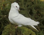 Pigeon 'Montauban' on mosses