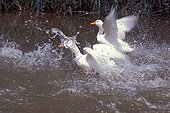 Ducks 'Mignon' bred flying off the water France