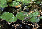 Frog on a leaf in a pond