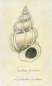 Precious wentletrap ; Watercolour on tinted paper