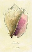 Conch snail ; Watercolour on tinted paper