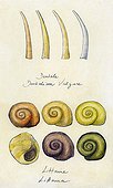 Tusk shells and Periwinkle ; Watercolour on tinted paper