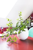 Ivy in an office ; Plant air-filtering soil