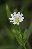 Stellaria in bloom in Haute-Loire France