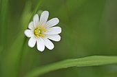 Stellaria in bloom in Haute-Loire France
