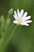 Stellaria in bloom in Haute-Loire France