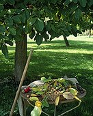 Harvest of walnuts in a garden