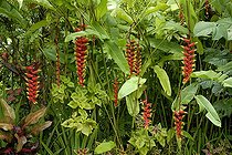 Mixed exotic border featuring pendent heliconia