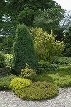 Heathers and conifer