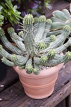 Euphorbia echinus