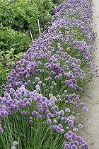 Border of flowering chives