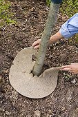 Gardener laying felt disk around tree to prevent weed growth