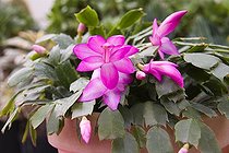 Easter cactus in pot