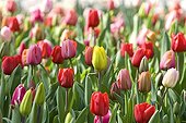 Tulips 'Melinda' in bloom at spring France