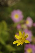 Fig Buttercup Flower Britain France