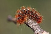 Black caterpillar orange hairs on a limb France