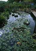 Water Lily in the Garden of water from a garden Tarn France ; Sculpture: Michel Wohlfahrt