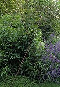 Staking on the right Clematis 'Purpurea' and Sedum