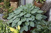 Hosta 'Halcyon' in pot Garden of Chantal and Alain 