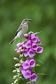Female Western flycatcher standing on foxglove flower GB