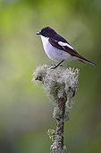 Male Western flycatcher standing on a branch GB