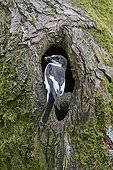 Male Western flycatcher bringing preys to feed its chicks GB
