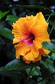 Hibiscus 'Bangkok' in bloom in a garden