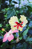 Hibiscus 'Sylvia Goodman' in bloom in a garden