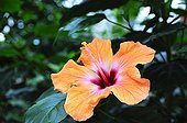 Hibiscus 'Bangkok' in bloom in a garden