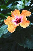 Hibiscus 'Bangkok' in bloom in a garden
