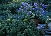 Pine and Agapanthus at Agapanthus Garden France ; Moutaine pine 'Mughus'.<br>Created: Alexander Thomas<br>