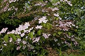 Dogwood 'Satomi' blossoms and Maple 'Deshojo' France