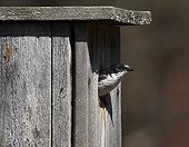 Pied Flycatcher in a wooden nest box Finland
